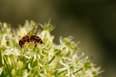 蜜蜂, 开花, 绽放, 撒上, 授粉, 昆虫, 花蜜