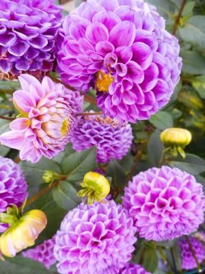 大丽花, 粉色, 开花, 花园, 紫色