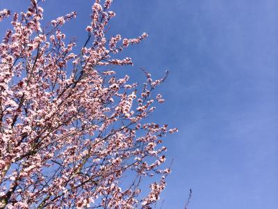 花, 春天, 自然, 粉色, 樱花, 天空, 树