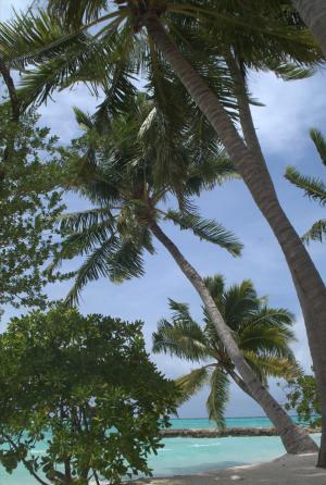 棕榈树, 马尔代夫, 海滩, 海, 棕榈树, 树, 自然
