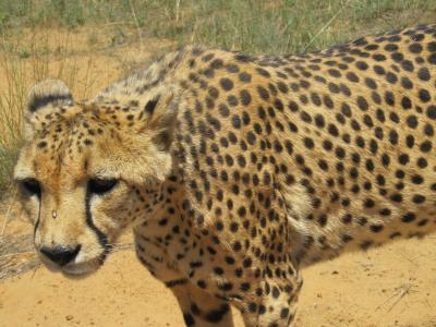 纳米比亚, 猎豹, 猫, 非洲, 野生动物园, 大猫, 捕食者