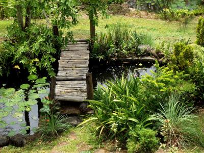 花园, 池塘, 水, 自然, 绿色, 植物, 夏季