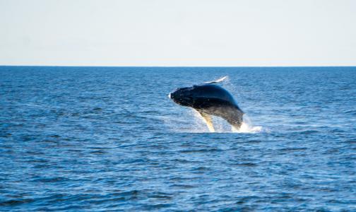 座头鲸, 鲸鱼, 海洋, 海, 哺乳动物, 违反, 尾巴