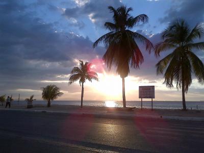 棕榈树, 海滩, 日落, 景观, 棕榈树, 海, 热带气候