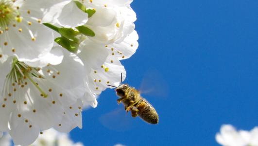 蜜蜂, 花朵, 特写, 花, 飞行, 白色, 昆虫