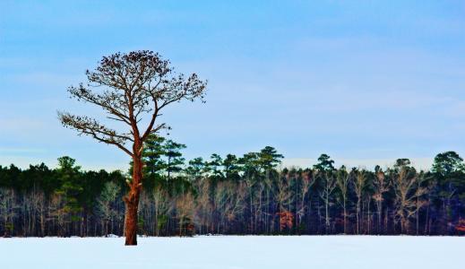 冬天, 树, 多彩, 赛季, 感冒, 雪