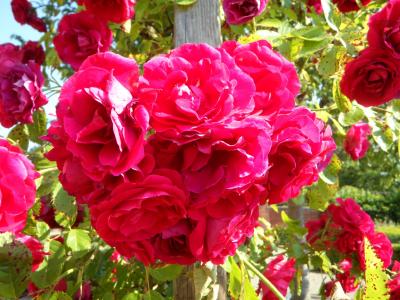 花园, 玫瑰, 攀登玫瑰, 玫瑰色格子, 花, 绽放, 粉色