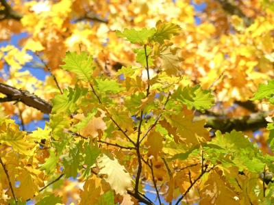 橡树叶, 秋天, 秋天的落叶, 叶子, 10 月, 多彩, 金色的秋天