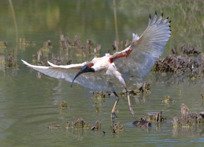 澳洲白宜必思, 鸟, 飞行, 野生动物, 自然, 湿地, 水
