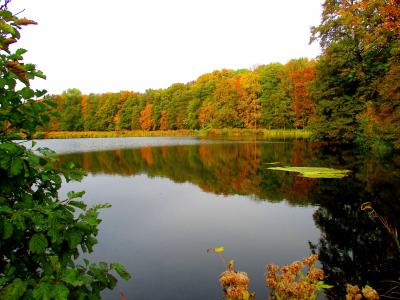 湖, 森林, waldsee, 自然, 景观, 秋天的树林, 田园
