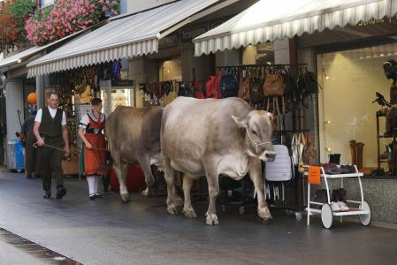 almabtrieb, 瑞士, 阿彭策尔, 母牛, 传统, 动物, 母牛