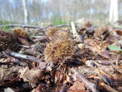 山毛榉 sylvatica, 种子, 森林, 森林的地面, 刺, 有毛, 枯叶
