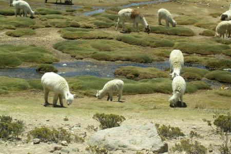 喇嘛, 骆马毛, 动物, 安第斯山脉, 南北美洲, 秘鲁