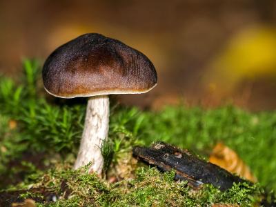 蘑菇, 森林, 秋天, 自然