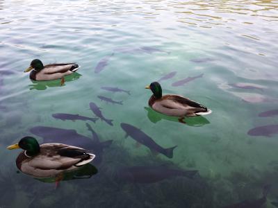 十六湖, 克罗地亚, 湖, 动物主题, 在野外的动物, 鸟, 游泳