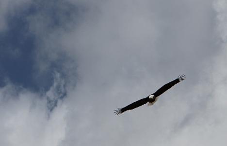 秃头鹰, 飞行, 天空, 云彩, 翅膀, 捕食者, 鸟