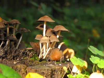 蘑菇, 森林, 库纳尔, 树干, 自然, 板栗牛, 秋天