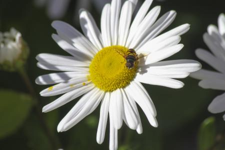 花, 蜜蜂, 昆虫, 自然, 蜂蜜, 植物, 黄色