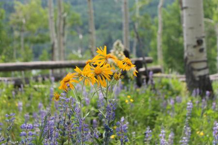 金紫白花花, 恩里克·博拉尼奥斯·赫耶尔草, 窄叶四点, 科罗拉多州, 野花, 草甸, 夏季