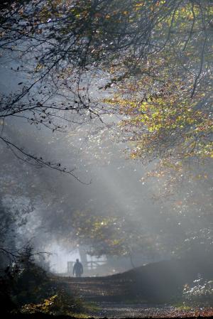 秋天, 雾, 侯格维陆威, 货架上衣