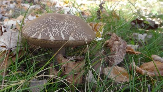 蘑菇, 秋天, 自然, 草甸, 森林蘑菇, 森林, 真菌