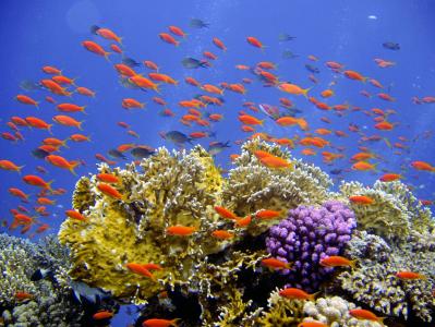 跳水, 水下, 礁, 珊瑚, 横幅苛刻, 海底世界, 水