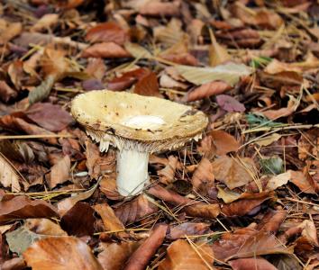 蘑菇, 秋天, 木耳, 米色, 森林, 叶子, 棕色