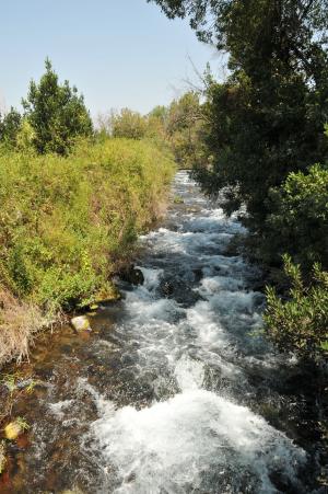 河, 丹, 以色列, 流, 流量, 自然, 森林