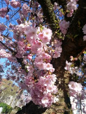 樱花, 春天, 粉色