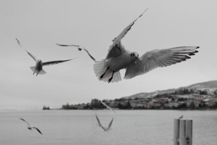 海鸥, 蒙特勒, 沃州, 日内瓦, 湖, 水鸟, 鸟