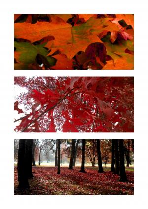 秋天, 红色, 叶子, 树木, 秋天的落叶, 自然, 着色