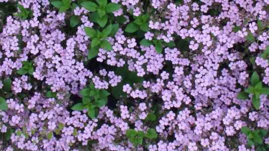 花, 紫色, 粉色, 绿色, 自然, 叶子, 开花