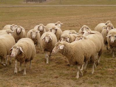 群羊, 羊, 羊群, 群居的动物, 牧场, 动物, 绵羊的毛