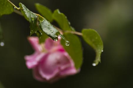 上升, 叶子, 雨, 雨滴, 粉色, 花园