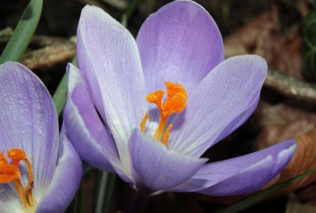 番红花, 春天的预兆, 紫色, 早就崭露头角, 春天的花朵, 植物, 绽放