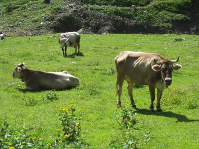 母牛, 阿尔卑斯山, 奥地利, 自然, 动物, 夏季, 景观