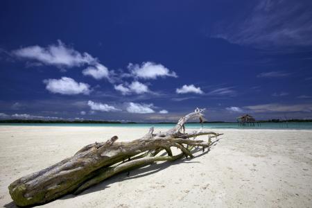 景观, 印度尼西亚, 哈马黑拉, widi 群岛, 遭遇海难的树, 白色的沙滩, 天空