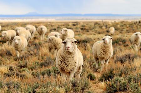 羊, 牛群, 放牧, 牧场, 草, 字段, 景观