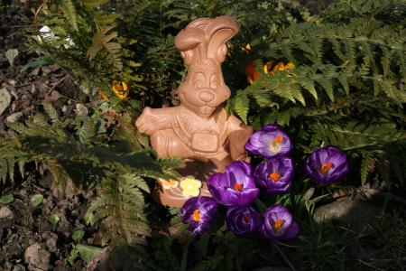 复活节兔子, 自然, 巧克力, 复活节, 草, 春天, 番红花
