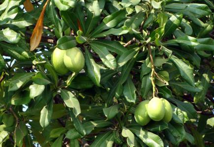 海芒果, 马达加斯加磨难豆, odollam 树, 粉红眼海, 狗克星, 海芒果, 夹竹桃科