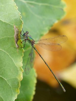 蜻蜓, 绿蜻蜓, 叶, 有翅膀的昆虫, calopteryx xanthostoma