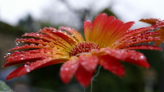 非洲菊, 花, 开花, 绽放, 滴灌, 雨滴, 水一滴