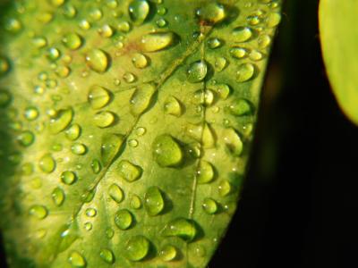 水滴, 滴眼液, 水, 叶子, 露水, 自然, 绿色