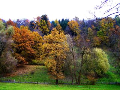 秋天, 多彩秋季森林, 自然
