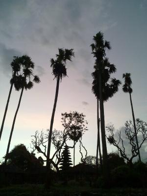 棕榈树, 巴厘岛, 萨巴海滩, 剪影, 寺