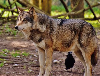 狼, 野生动物, 捕食者, 自然, 动物, 鹿园, 狼群