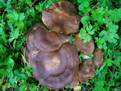 棕菇, 蘑菇组, 自然