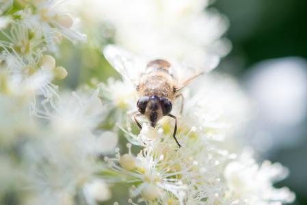 昆虫, 蜜蜂, 黄蜂, 动物, 蜂蜜, 蜜蜂, bug