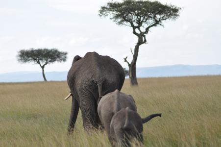 非洲, 动物, 大象, 动物园, 大象, 野生动物, 自然