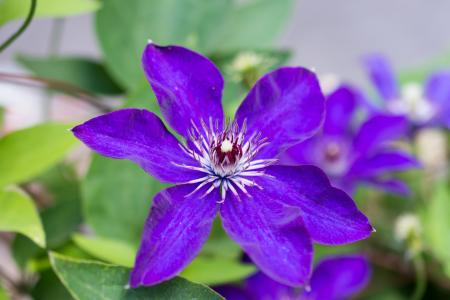 铁线莲, 中提琴, 花, 紫罗兰类, 紫罗兰色, 紫色, 开花